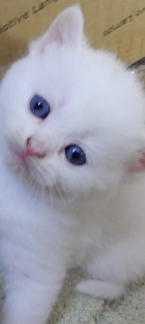 British shorthair White!!!