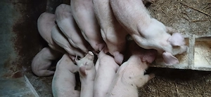 vând purcei 35 40 kg - imagine 2