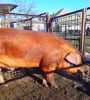 Vier DUROC original ! - imagine 3