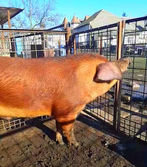 Vier DUROC original !