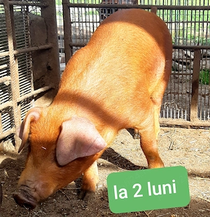 Vier DUROC original ! - imagine 4