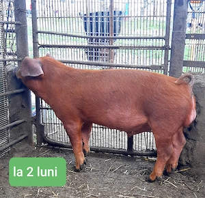 Vier DUROC original ! - imagine 5
