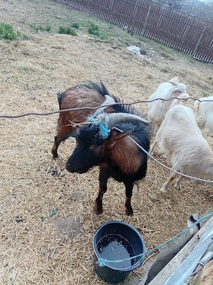 Tap Alpino Francez si Ed de vanzare se vinde impreuna sau separat - imagine 5