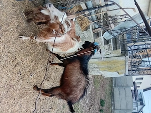 Tap Alpino Francez si Ed de vanzare se vinde impreuna sau separat