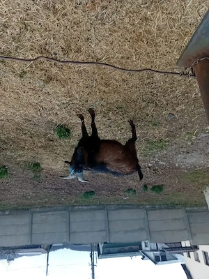 Tap Alpino Francez si Ed de vanzare se vinde impreuna sau separat - imagine 4