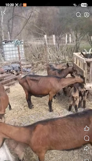 Vand un tap 6 capre si 10 iezi  - imagine 3