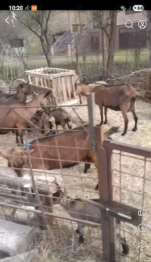 Vand un tap 6 capre si 10 iezi  - imagine 2