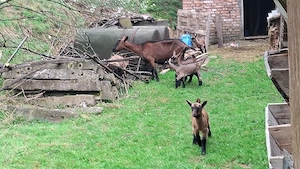 Vand un tap 6 capre si 10 iezi  - imagine 4