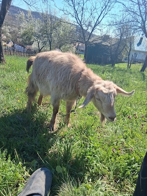 vind vatuie - imagine 3