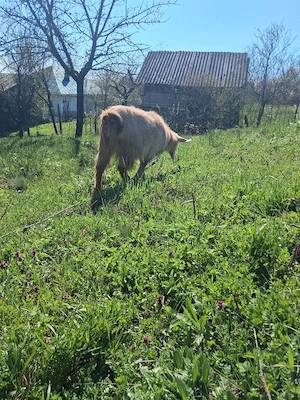 vind vatuie - imagine 2