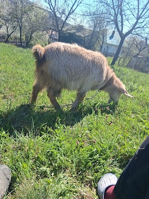 vind vatuie - imagine 4