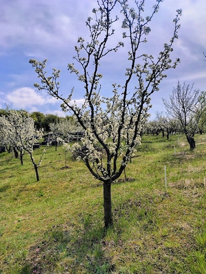 Teren pentru constructii  zona DEALURI  ORADEA