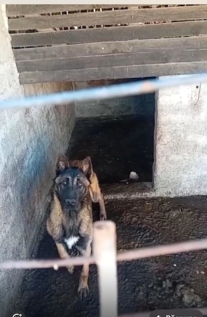 Ciobanesc belgian Malinois