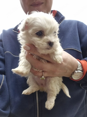 vand pui bichon maltez