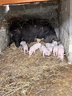 vand ce se vede - imagine 4