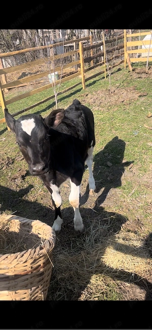 vand ce se vede - imagine 5