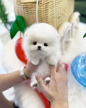 Pomeranian mini toy 