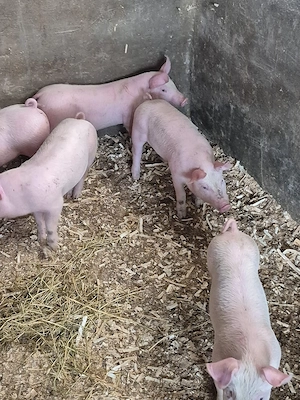 Disponibil purcei  - imagine 2