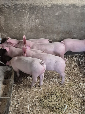 Disponibil purcei  - imagine 3