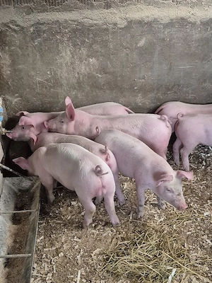 Disponibil purcei  - imagine 5