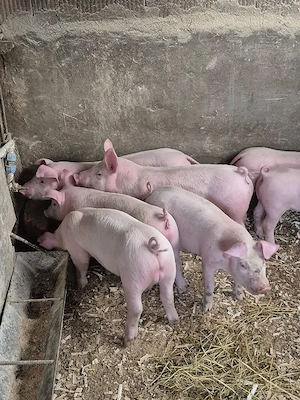 Disponibil purcei  - imagine 4