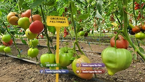 Vand Rasaduri | Rasad Rosii Lacrima fecioarei Inima de bou Grase romanesti