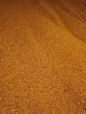 Vând grâu de panificație 