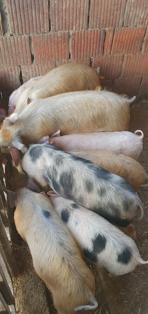 vand purceii Mănăștiur - imagine 4