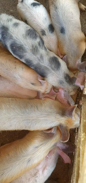 vand purceii Mănăștiur - imagine 2