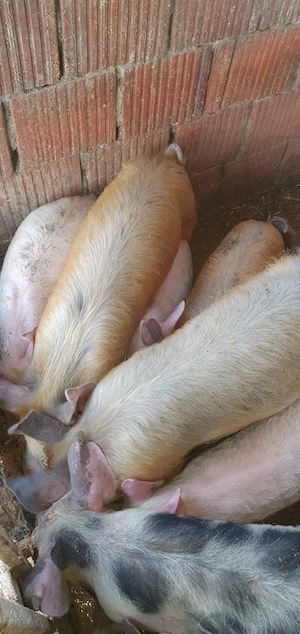 vand purceii Mănăștiur - imagine 3