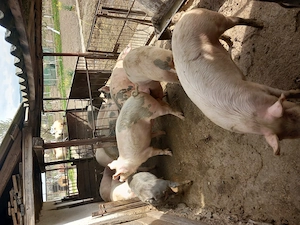 Vând porci între 100 -120kg