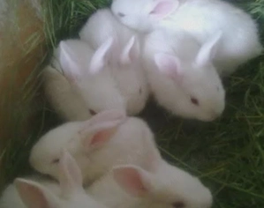 Iepurași drăgălași!!!