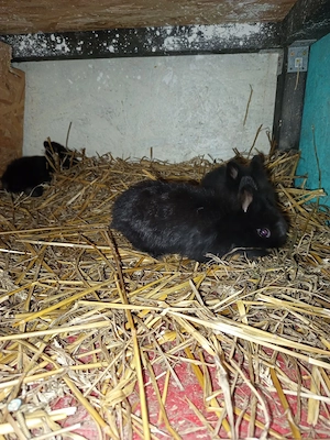 iepurași cap de leu ,pitic  - imagine 3