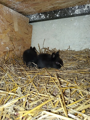 iepurași cap de leu ,pitic  - imagine 5