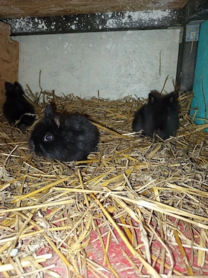 iepurași cap de leu ,pitic  - imagine 4