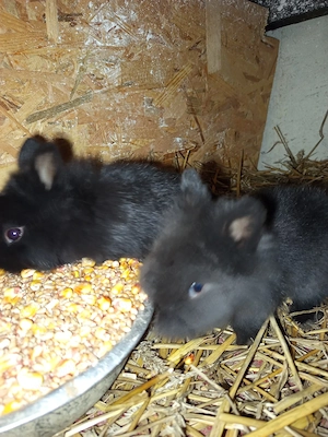 iepurași cap de leu ,pitic 