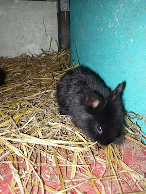 iepurași cap de leu ,pitic  - imagine 2