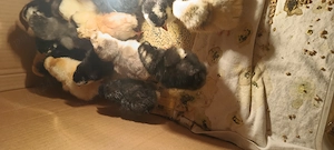 Puișori de o zi foarte frumoși 