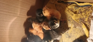 Puișori de o zi foarte frumoși  - imagine 2