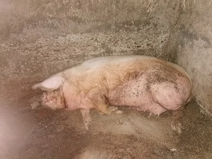 Scroafă de vânzare pentru sacrificat 