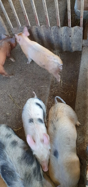 vand purceii Mănăștiur - imagine 5