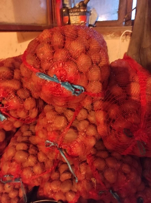 cartof samanta belarosa