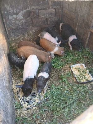 De Vânzare 11 purcei 6 săptămânii vacinați 