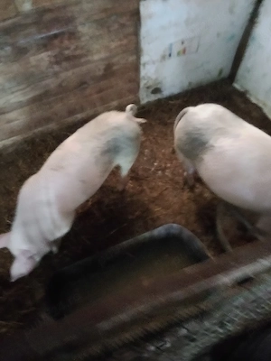 vind 2 porci crescuti cu ceriale tratati si castrati 