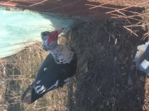 De vânzare sau schimb  - imagine 3