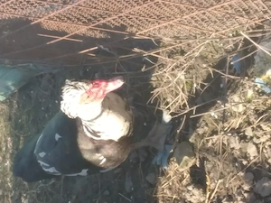 De vânzare sau schimb  - imagine 2