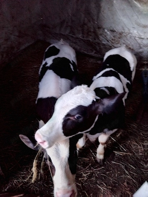 Vand 2 vitei - imagine 2