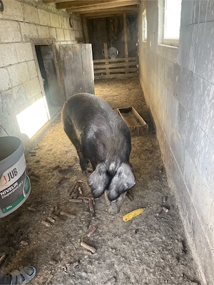 porc de sacrificat !  - imagine 2