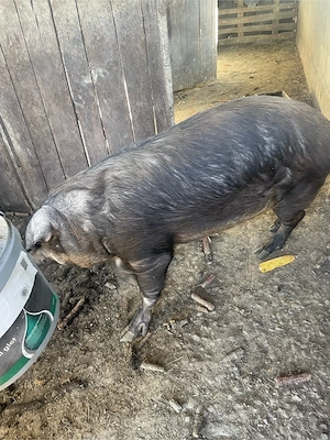 porc de sacrificat !  - imagine 3