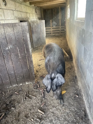 porc de sacrificat ! 